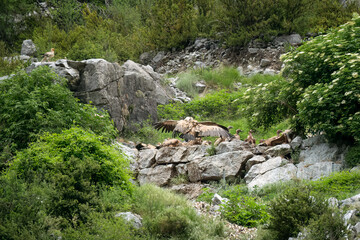 Close-up of a wake of feeding and fighting Griffon vultures (Eurasion griffon, Gyps fulvus) 