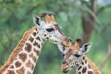Portrait of a giraffe
