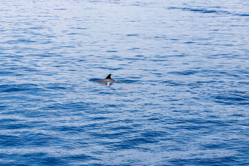 Fototapeta premium Dolphins in the water by the coast of Corfu, Greece