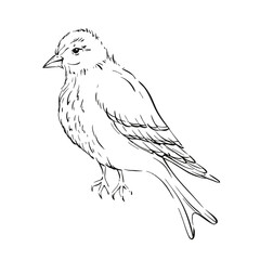 Vintage bird illustration, capturing nature and wildlife essence with delicate strokes for invitation, wedding, printing, textile, greeting card, fabric. Graphic vector line, hand drawn, black