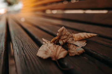 Macro detailed dry brown autumn leaves on wooden bench in park in afternoon sunlight