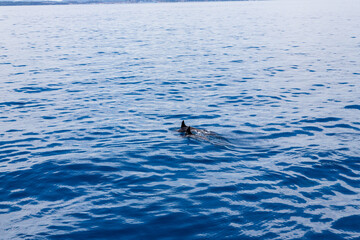 Fototapeta premium Dolphins in the water by the coast of Corfu, Greece