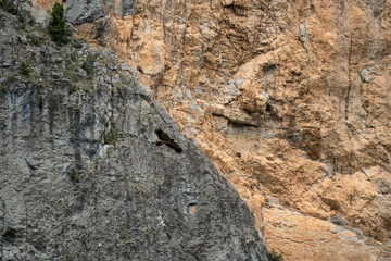 a large lammergeier bearded vulture (ossifrage, gypaetus barbatus) in flight with rock mountain backdrop