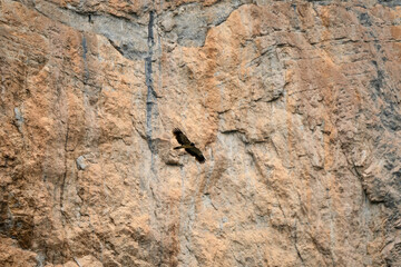 a large lammergeier bearded vulture (ossifrage, gypaetus barbatus) in flight with rock mountain backdrop