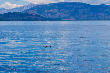 Dolphins in the water by the coast of Corfu, Greece