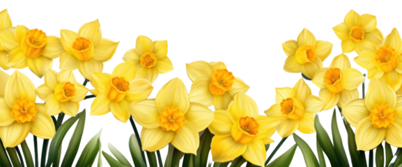 PNG Daffodil border flower plant white background.