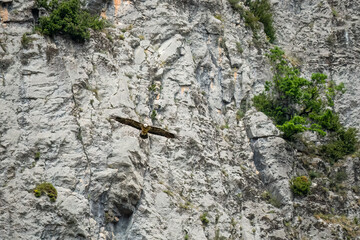 a large lammergeier bearded vulture (ossifrage, gypaetus barbatus) in flight with rock mountain backdrop