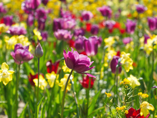 Colorful flowers meadow. Pink and yellow tulip field. Flowers landscape. Yellow and pink tulip flowers. Spring background. Spring flowers meadow. Greeting card, invitation. Spring tulips garden. 