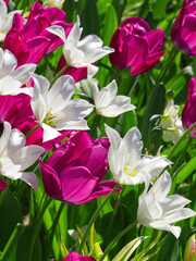 Colorful flowers meadow. Pink and white tulip field. Flowers landscape. White and pink tulip flowers. Spring background. Spring tulip flowers meadow. Greeting card, invitation. Garden pink aesthetic.