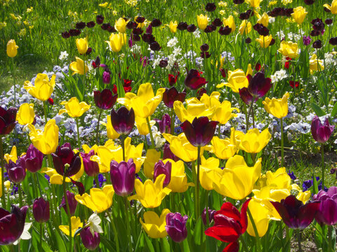 Colorful flowers meadow. Red and yellow tulip field. Flowers landscape. Yellow and red tulip flowers. Spring background. Spring flowers meadow. Greeting card, invitation. Spring garden. Floral pattern