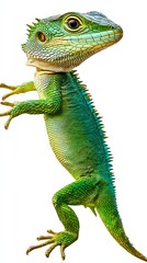 Obraz premium Green lizard in transportation, isolated with complete body in focus