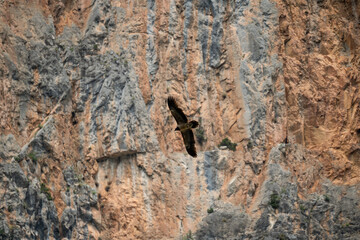 a lammergeier bearded vulture (ossifrage, gypaetus barbatus) in flight with rock mountain backdrop