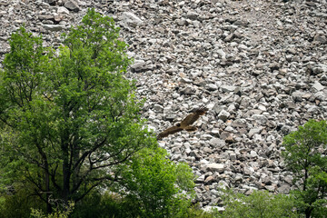 a lammergeier bearded vulture (ossifrage, gypaetus barbatus) in flight with rock mountain backdrop