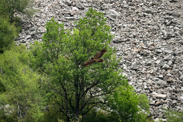 a lammergeier bearded vulture (ossifrage, gypaetus barbatus) in flight with rock mountain backdrop