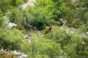 a lammergeier bearded vulture (ossifrage, gypaetus barbatus) in flight with rock mountain backdrop