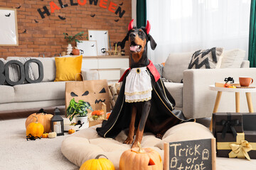 Cute Dobermann dog dressed as Dracula with Halloween decorations and gift boxes sitting at home