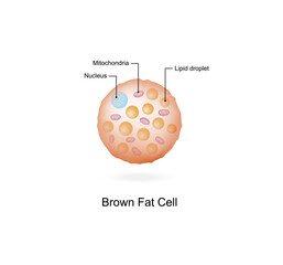 Brown fat cells. Adipocytes. Lipid droplets. Adipose tissue. Vector illustration.