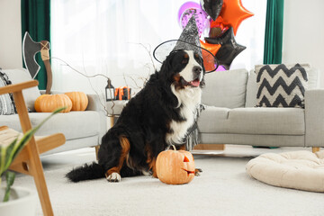 Cute Bernese mountain dog in witch hat with Halloween decorations and pumpkin sitting at home