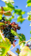 Bunch of grapes hanging from the vine plant of the red variety about to ripen for harvesting © carlos