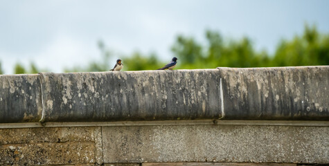 a pairt of juvenile barn swallows (Hirundo rustica) resting on the edge of a flat roof