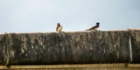 a pairt of juvenile barn swallows (Hirundo rustica) resting on the edge of a flat roof