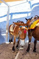 Donkey in Santorini, Greece