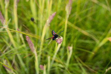 a six spot burnet moth (Zygaena filipendulae) feeding on a meadow flower