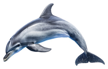 Obraz premium PNG Dolphin animal mammal fish.