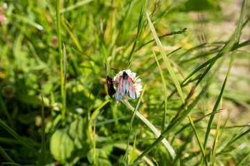 a six spot burnet moth (Zygaena filipendulae) feeding on a meadow flower