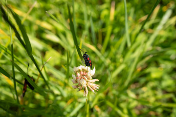 a six spot burnet moth (Zygaena filipendulae) feeding on a meadow flower