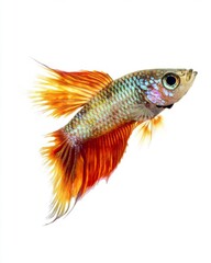 Fototapeta premium the Metal Guppy fish, portrait view, white copy space on right, Isolated on white Background