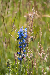 close-up of a six-spot burnet moths (Zygaena filipendulae) feeding on Viper's-bugloss (Echium vulgare, blueweed) 