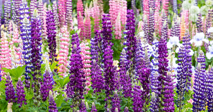 USA, Oregon, Salem. Bearded iris and lupine in multiple colors in garden