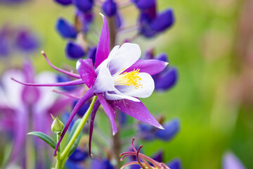 USA, Oregon, Salem. Columbine in multiple colors in garden