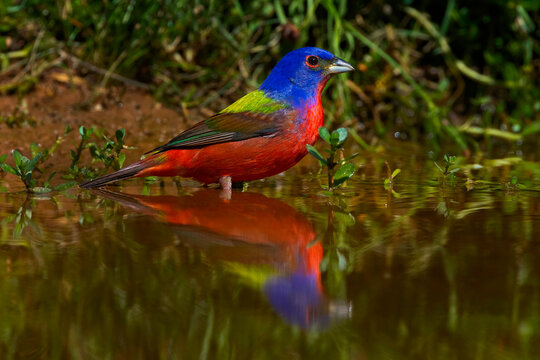 USA, Texas. Close-up of painted bunting bird in water. 