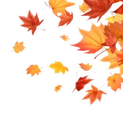 Fototapeta premium PNG Falling autumn leaves backgrounds maple plant.