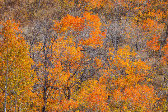 USA, Utah, Woodruff. Highway 39 towards Ogden, canyon maple in Fall Color