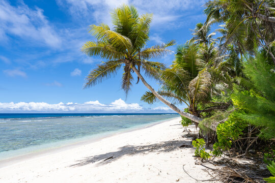 Tropical beach with palm tree, Guam, US Territory