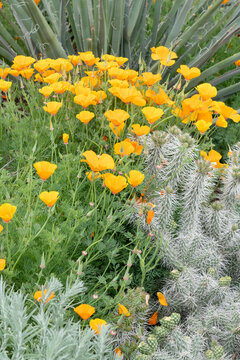 USA, Utah. California poppy and cliffrose.