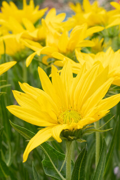 USA, Utah. Mules ear (Wyethia scabra), Red Butte Gardens.
