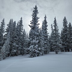 snow covered trees