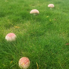 Mushrooms in the grass