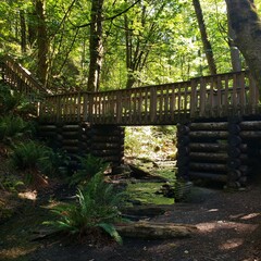 wooden bridge in the forest