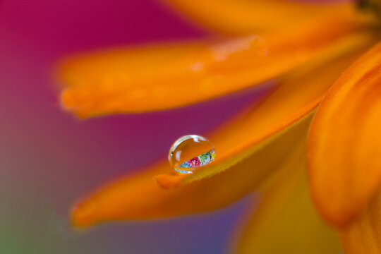 USA, Washington State, Sammamish. Dewdrop on petal of orange profusion zinnia