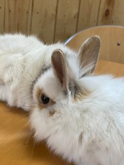 Two fluffy white rabbits