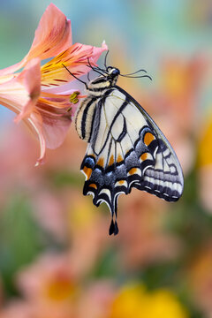 USA, Washington State, Sammamish. Eastern tiger swallowtail buttery on Peruvian lily, Alstroemeria
