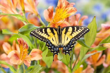 USA, Washington State, Sammamish. Eastern tiger swallowtail buttery on Peruvian lily Alstroemeria