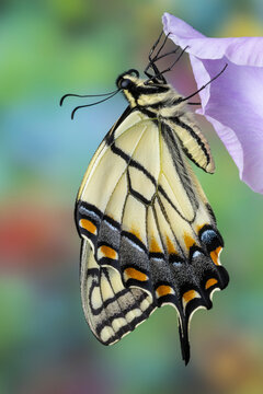 USA, Washington State, Sammamish. Eastern tiger swallowtail buttery on light lavender glad flowers