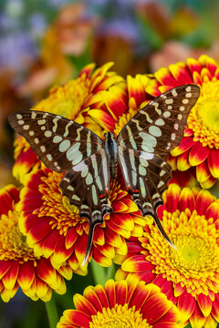 USA, Washington State, Sammamish. Tropical swallowtail butterfly large striped, graphium antheus on flowering red and yellow gerber daisy