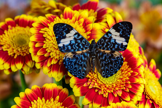 USA, Washington State, Sammamish. Tropical butterfly the cracker buttery, wings out on red and yellow gerber daisy